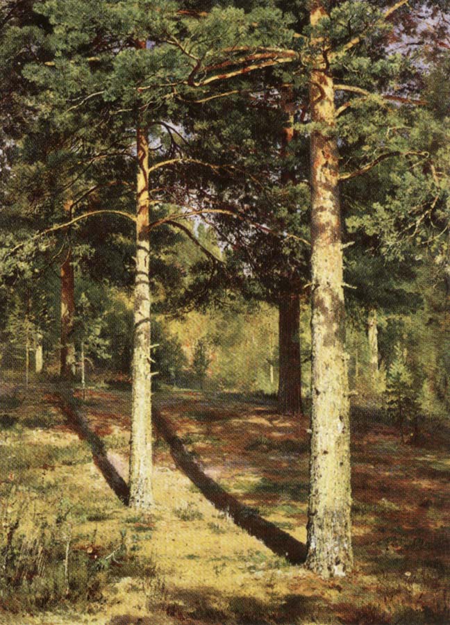 Pine Wood Illuminated by the Sun